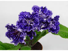 EF-�������� ����.jpg