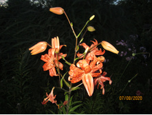 ����� ����� �����