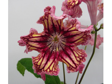 DS-������� �.jpg