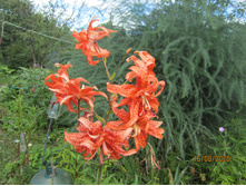 ����� ����� �����