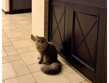 ����� ���� ����� �ݣ?