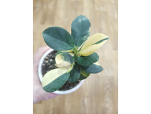 Green Island variegated.