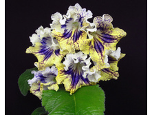 ��-�������� �������.jpg