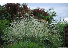 ������ ��������� Morning Snow.jpg