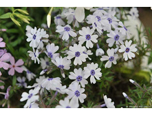 ����� ���������� Bavaria.jpg