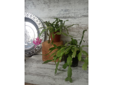 2 ���������� �� 50 �