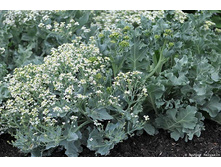 ������ ���������� Lilywhite.jpg