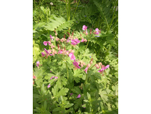 ������ ������� (c��� ������ ������)