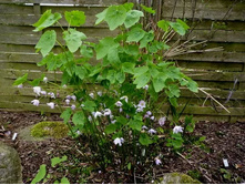 �������� ��������.jpg