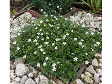 �������� ������������ ����.jpg