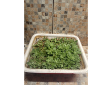 �������� ����������. �� ���� ������ 100 �