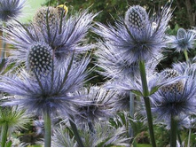 ������������ Alpinum (���.� ��. 1 ) ���� 2,21 ���� �������� 2 ��.jpg