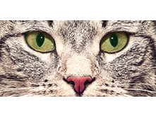 ������� ��� ����� 165�� � 80��