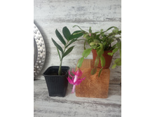 ������������ � ���������.