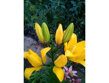 IMG 20210709 204227.jpg