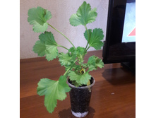 ����������� ���������� 'Mandarin'