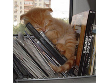 �����������