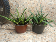 ������ ���� �������� � ������ 100 �