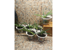 ������ ����.��������. �� 50 �