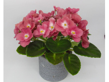 Mac`s Blushing Bridesmaid.jpg