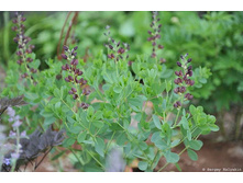 �������� Dutch Chocolate.jpg