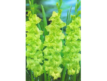 ��������� Evergreen (���.� ��. 7 ) ���� 1,97 ���� �������� 1 ��.jpg