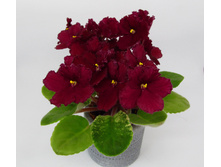 ��-�������� �������.jpg