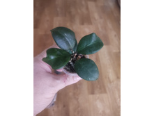 hoya balansae.