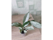���� AH- 074 silver.
