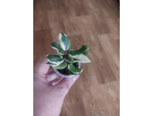 Hoya carnosa holliana.
