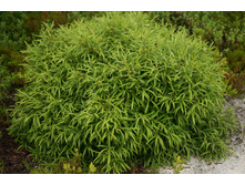 ��������� ���������.jpg