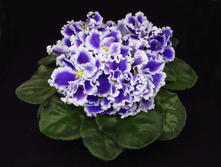 ��-������� �������.jpg