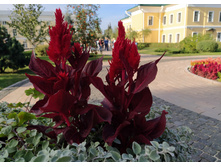 IMG 20210829 161123.jpg