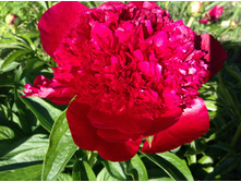 ��� ����