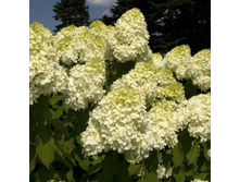 ��������+24�