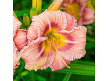 ������������ ����+22��400 (�)