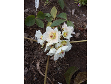 �������� ������. ��������. ���� Helleborus Niger