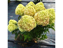 ��� ���� �������+22�