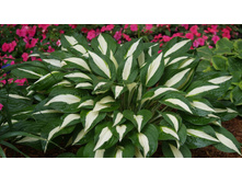 ����� ����� ������ ( Risky Business) -- 200  ���.   ����� 3-4 ����� !!!