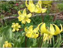 ������ ������