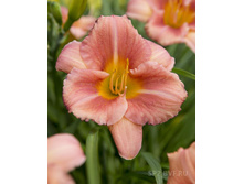 ������������ ������+22��400 (�)