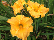 �������� ����� ������