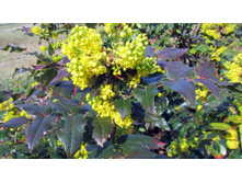 ������� ������������� ������