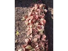 ������ �� ��������. ������