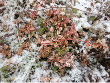 ��������� �����