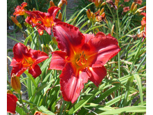 ������� (250)