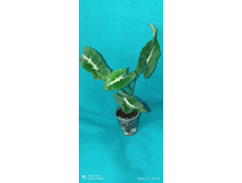Wenlandii Long Leaf