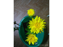 IMG 20211129 160556.jpg