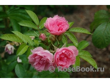 ���� �����������(�)