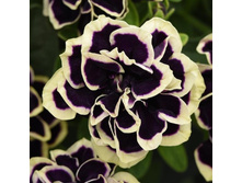 Mystical Midnight Gold -50 ���.jpg